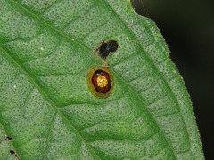 Microctenochira liquidata