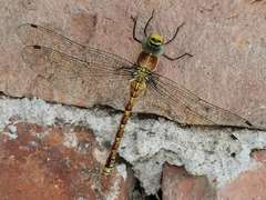 Caliaeschna microstigma