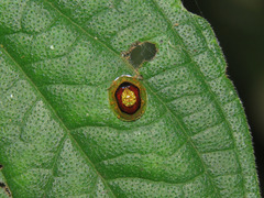 Microctenochira liquidata