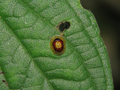 Microctenochira liquidata