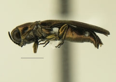 Agrilus esperanzae