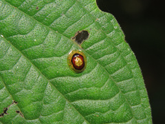 Microctenochira liquidata