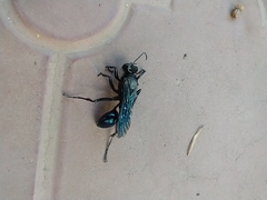 Stangeella cyaniventris