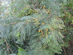 Amorpha fruticosa