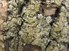 Physconia enteroxantha