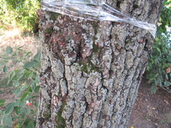 Physconia enteroxantha