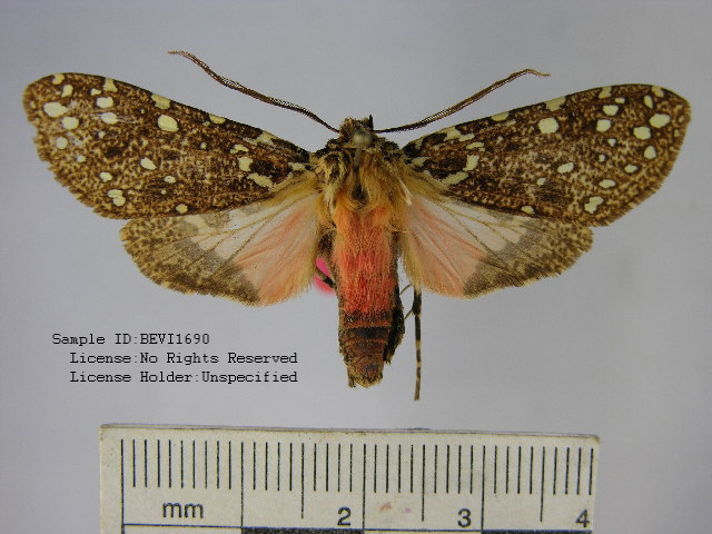 Bernathonomus postrosea