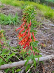 Lobelia laxiflora
