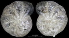 Elphidium bartletti