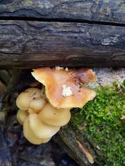 Carcinomyces effibulatus