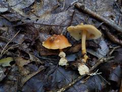 Carcinomyces effibulatus