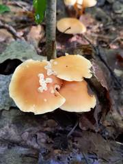 Carcinomyces effibulatus