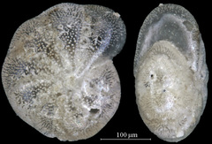 Elphidium bartletti
