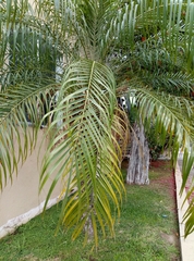 Tracheophyta