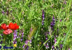 Vicia villosa