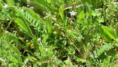 Biserrula pelecinus