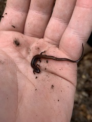 Eurycea hillisi