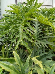 Thaumatophyllum bipinnatifidum