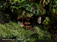 Dendrobates leucomelas