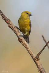 Anthoscopus parvulus