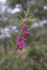 Sesamum angolense