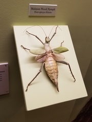 Heteropteryx dilatata