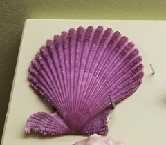 Mimachlamys crassicostata