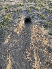 Vulpes macrotis mutica