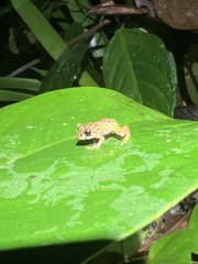 Pristimantis incomptus