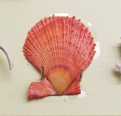 Pecten