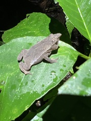 Rhinella festae