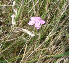 Dianthus carbonatus