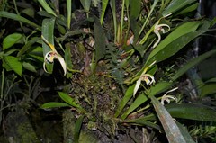 Maxillaria endresii