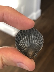 Argopecten irradians concentricus