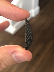 Argopecten irradians concentricus