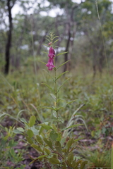 Sesamum angolense