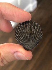 Argopecten irradians concentricus