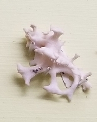 Homalocantha anatomica