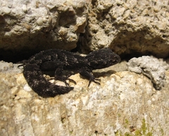 Mediodactylus orientalis