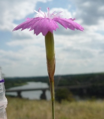 Dianthus carbonatus