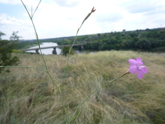 Dianthus carbonatus