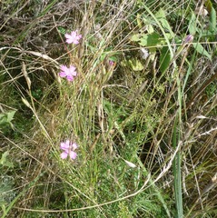 Dianthus carbonatus