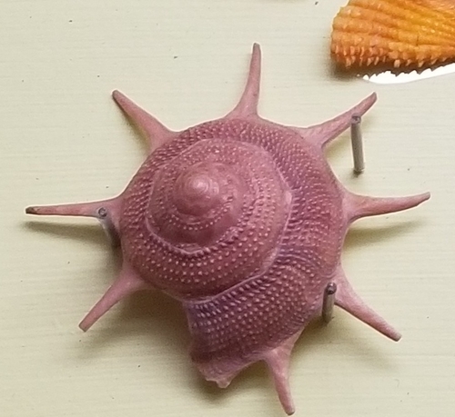 リンボウガイ