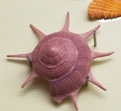 Guildfordia triumphans