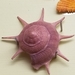 リンボウガイ