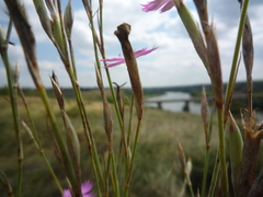 Dianthus carbonatus