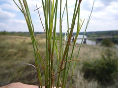 Dianthus carbonatus