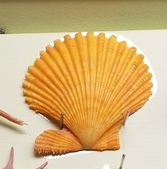 Mimachlamys crassicostata