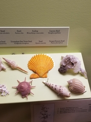 Mimachlamys crassicostata