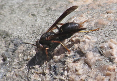 Polistes parametricus